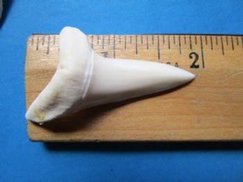 1-7/8 inches Large Mako Shark Teeth  <font color=red> Wholesale</font> - $9.20 each<font color=red> Buy these15 @ SALE $6.00 EACH</font> 