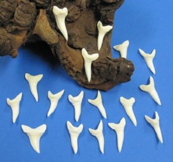1-1/2 inches Modern Day Shortfin Mako Shark Teeth - 3 @ $6.60 each <font color=red> SALE $3.68 EACH</FONT>