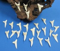 1-1/2 inches Modern Day Shortfin Mako Shark Teeth <font color=red> Wholesale</font> - 42 @ $3.30 each <font color=red> SALE $2.30 EACH</font>