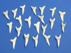    1-1/4 inches Modern Day Shortfin Mako Shark Teeth <FONT COLOR=RED>Wholesale</FONT> 84 @ $1.50 each  <font color=red> SALE $1.20 EACH</FONT>