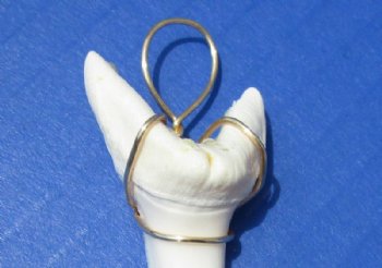 1-3/4 inches Modern Day Shortfin Mako Shark Tooth Pendant - 2 @ $18.00 each