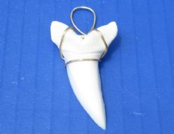 1-7/8 inches Large Current Day Mako Shark Tooth Pendant - 2 @ $19.20 each 