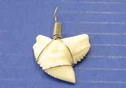 Authentic Tiger Shark Tooth Pendants for Sale, 1 to 1-1/8 inches, wrapped with silver wire - Pack of 5 @ $9.20 each