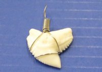 1 to 1-1/8 inches Authentic Tiger Shark Tooth Pendants, wrapped with silver wire<font color=red> Wholesale</font>  -  50 @ $5.00 each