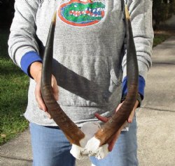 Nyala Skull Plate with 18 to 27 inches Horns <font color=red> Wholesale</font> - 2 @ $78 each; 3 @ $70 each