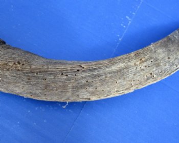Nyala Skull Plate with 18 to 27 inches Horns <font color=red> Wholesale</font> - 2 @ $78 each; 3 @ $70 each