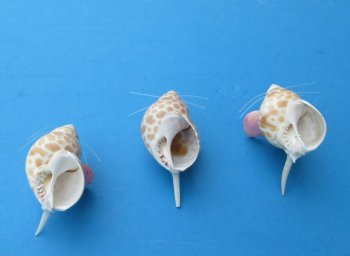 2 inches Tiny Seashell Mice Novelties - 10 @ $1.20 each; 20 @ $1.05 each
