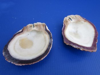 Other Seashells - Hand Selected