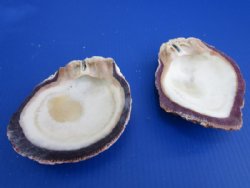 Other Seashells - Hand Selected
