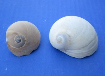 3.25 pounds bag Moon Shells, Neverita didyma 3/4 to 2-1/4 inches - $10.00 a bag; 3 @ $9.00 a bag