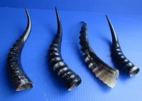 Blesbok Horn <font color=red>Polished</font> 10 to 16 inches - $21.50 each