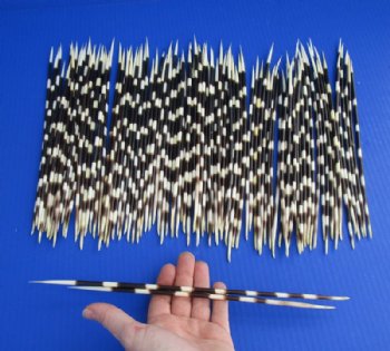African Porcupine Quills - Thick - Thin