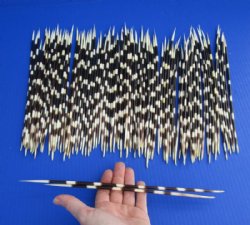 African Porcupine Quills - Thick - Thin