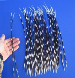 Porcupine Quills - Standard and Thin