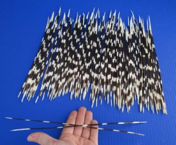 10 to 12 inches   African Crested Porcupine Quills for Sale <font color=red>Wholesale</font>  - 150 @ .85 each