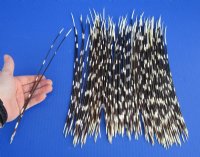 10 to 12 inches   African Crested Porcupine Quills for Sale <font color=red>Wholesale</font>  - 150 @ .85 each