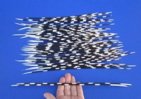 10 to 12 inches   African Crested Porcupine Quills for Sale <font color=red>Wholesale</font>  - 150 @ .85 each