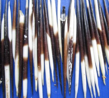 3 to 4 inches Semi-Cleaned Thick Small African Porcupine Quills, Grade B <font color=red> Wholesale</font> 300 @ .30 each