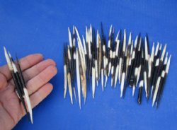 3 to 5 inches Thick Small African Porcupine Quills <font color=red> Wholesale</font>, Semi-Cleaned - 400 @ .25 each