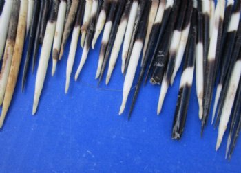 3 to 5 inches Thick Small African Porcupine Quills <font color=red> Wholesale</font>, Semi-Cleaned - 400 @ .25 each