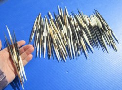 5 to 6 inches Thick African Porcupine Quills, Semi-Cleaned, - 50 @ $1.20 each <font color=red> SALE $1.00 EACH</FONT>