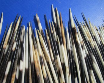 5 to 6 inches Thick African Porcupine Quills, Semi-Cleaned, - 50 @ $1.20 each <font color=red> SALE $1.00 EACH</FONT>