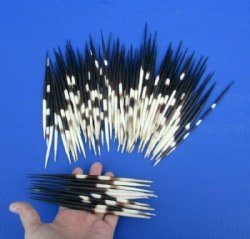 Thick African Porcupine Quills 8 to 9 inches - 50 @ $1.80 each