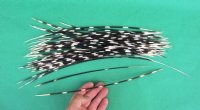 9 to 16 inches Thin African Porcupine Quills -  50 @ $.90 each 