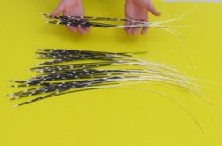 18 inches up Extra Long Thin African Porcupine Quills - 50 @ $1.05 each 