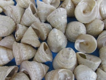 1-1/4" to 1-3/4" Small Pearly White Trochus Shells <font color=red> Wholesale</font> - 500 @ .18 each