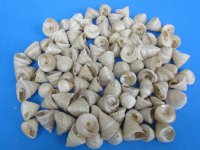 Small Pearl Trochus Shells, 1-1/4 to 1-3/4 inches  - 100 @ .29 each
