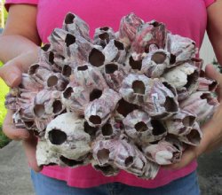 Purple Barnacles, Barnacle Clusters 