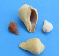 3/4 to 2 inches Small Pear Melongena Shells in Bulk, Volema Paradisiaca - Case: 15 kilos @ $2.40 a kilo
