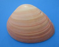 3 to 5 inches Queen Pink Clam Shells  <font color=red> Wholesale</font>- Case of 120 @ .75 each