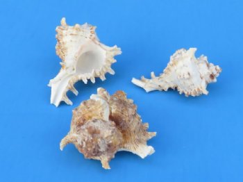 2" Small Murex Ramosus Shells, Ramose Murex - 100 @ .39 each; <font color=red> SALE .27 each </font>