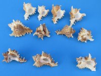 2" Small Murex Ramosus Shells, Ramose Murex - 100 @ .39 each; <font color=red> SALE .27 each </font>