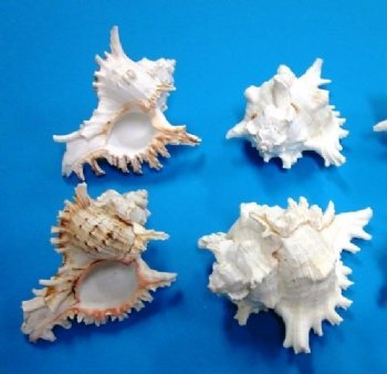 Murex Ramosus Shells 5 inches, Rams Murex - 12 @ $1.80 each <font color=red> SALE $1.60 each</font>