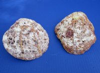 6" Halves of Rock Scallop Shells <font color=red> Wholesale </FONT> - Case:14 @ $6.85 each