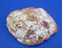 6" Halves of Rock Scallop Shells <font color=red> Wholesale </FONT> - Case:14 @ $6.85 each