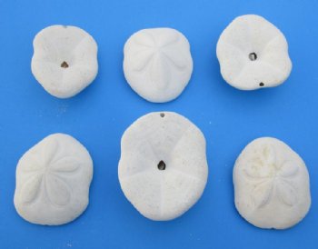 3 to 4 inches Atlantic Sea Biscuits  <font color=red> Wholesale</font>  in Bulk - 72 @ $2.25 each
