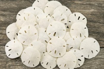 1 to 1-1/2 inches Small Florida Round Sand Dollars <font color=red> Wholesale</font>-  700 @ .14 each 