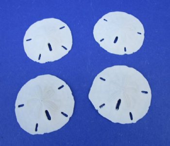 2-1/4 to 2-1/2 inches Florida Round Sand Dollars <font color=red> Wholesale</font> - 400 @ .25 each