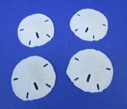 2-1/2 to 2-7/8 inches Florida Round Sand Dollars <font color=red> Wholesale</font> - 275 @ .40 each <font color=red> LOCAL PICKUP ONLY - CANNOT BE SHIPPED</FONT>