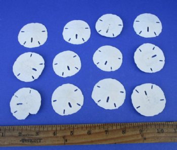 2-1/4 to 2-1/2 inches Florida Round Sand Dollars <font color=red> Wholesale</font> - 400 @ .25 each