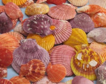 Craft Shells - Bulk Seashells