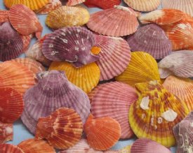 Craft Shells - Bulk Seashells 