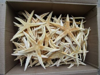 4 to 4-3/4 inches Philippine Extra Large Dried Flat Starfish <font color=red> Wholesale</font> - 400 @ 24 each