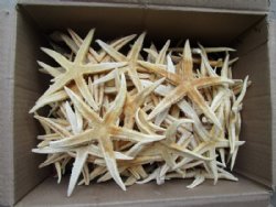 4 to 4-3/4 inches Philippine Extra Large Dried Flat Starfish <font color=red> Wholesale</font> - 400 @ 24 each