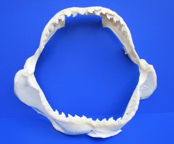 Shark Jaws - Tiger, Bull, Blacktip