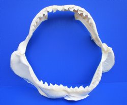 Shark Jaws - Tiger, Bull, Blacktip